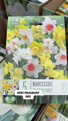 5 Narcissus -Fragrant mix Very fragrant mix for pots and beds