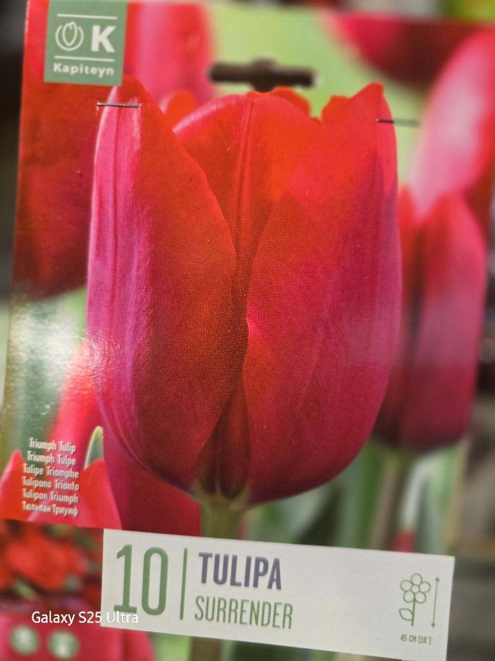 10 Tulip -''Surrender''