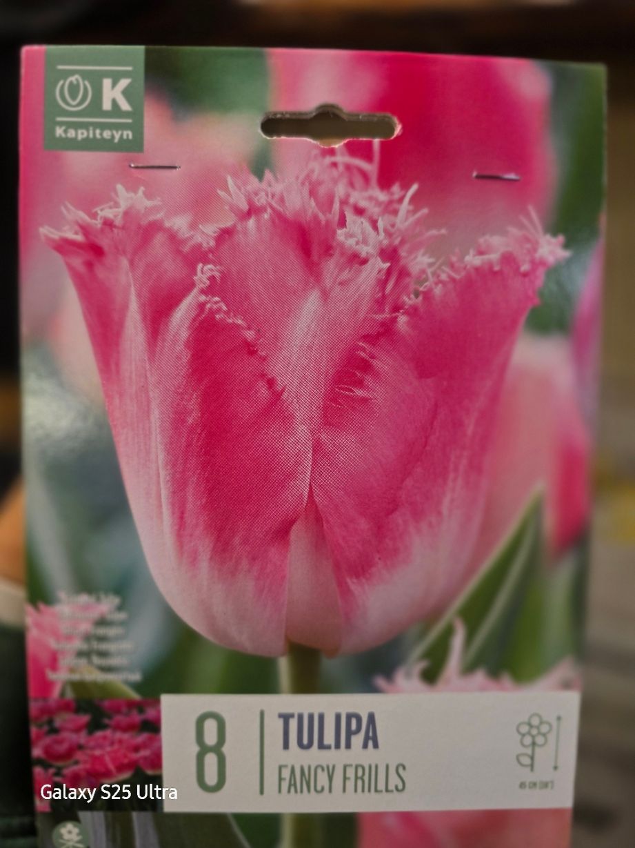 8 Tulip ''Fancy Frills''