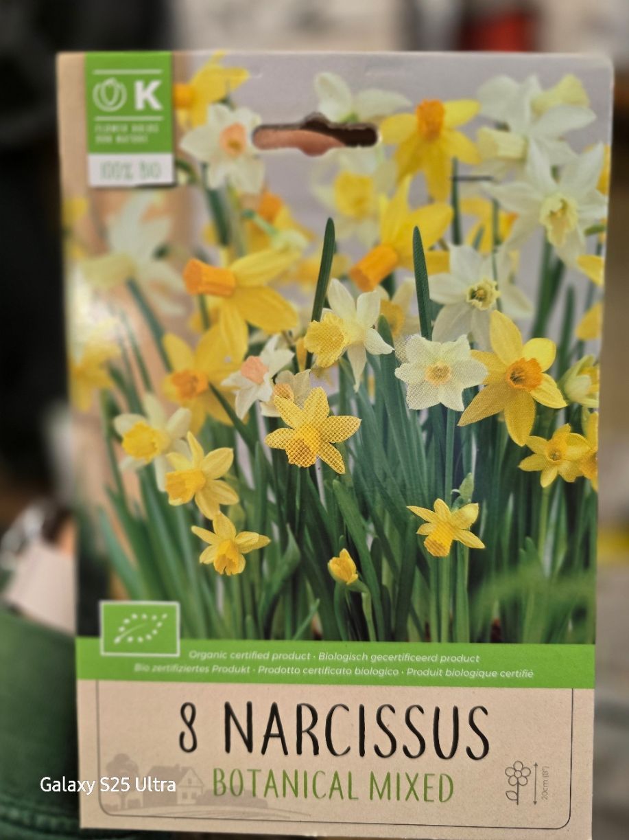 8 Narcissus -Botanical mix