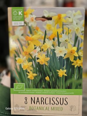 8 Narcissus -Botanical mix