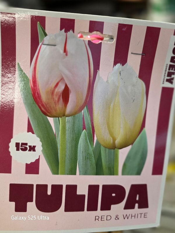 15 Tulip -Red&amp; White