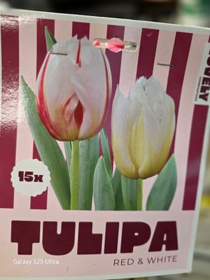 15 Tulip -Red&amp; White