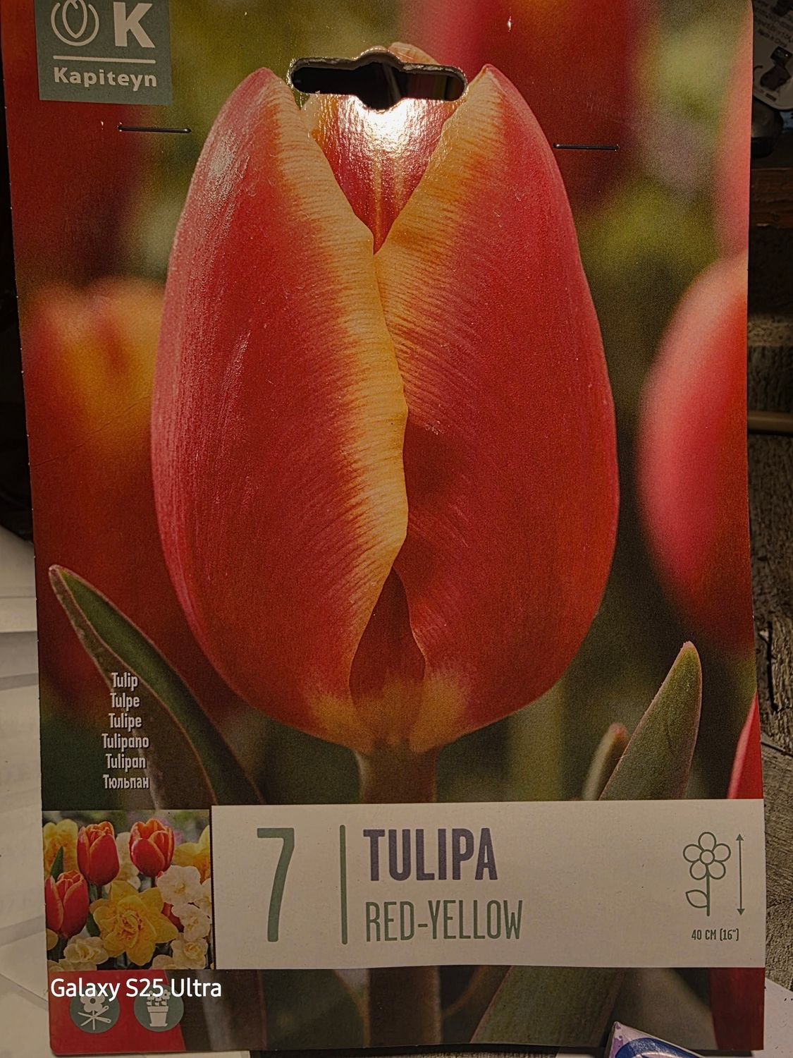7  Tulip - Red -Yellow