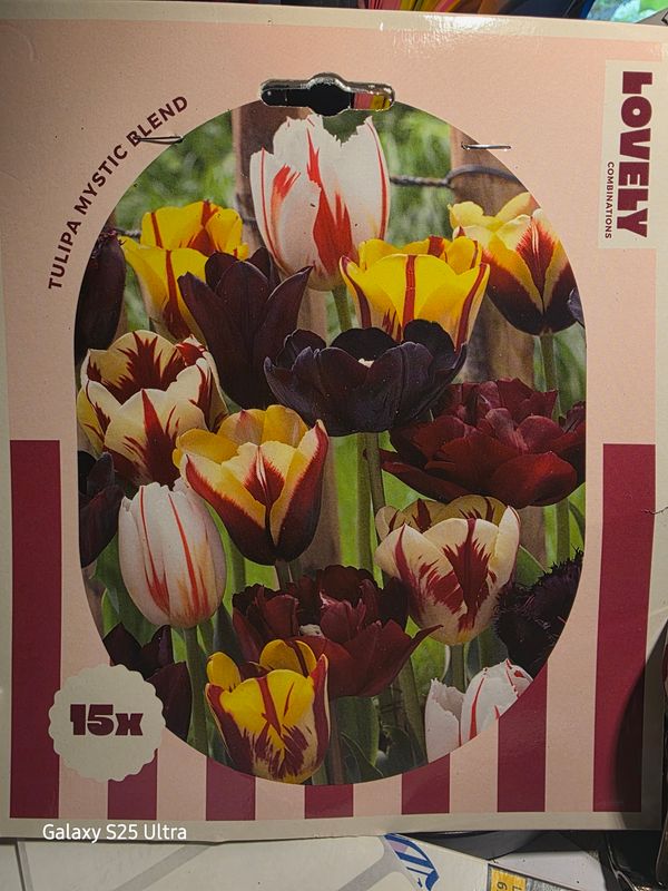 15x Tulip Mystic Blend