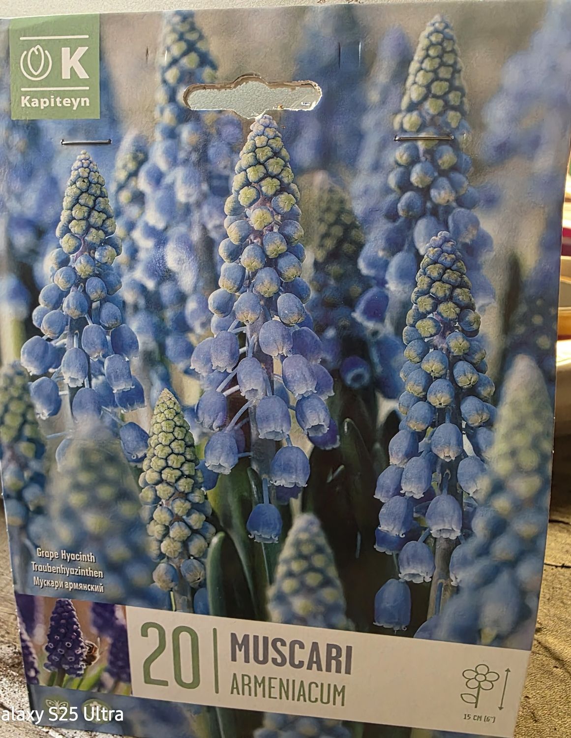 20  Muscari ''Armeniacum''