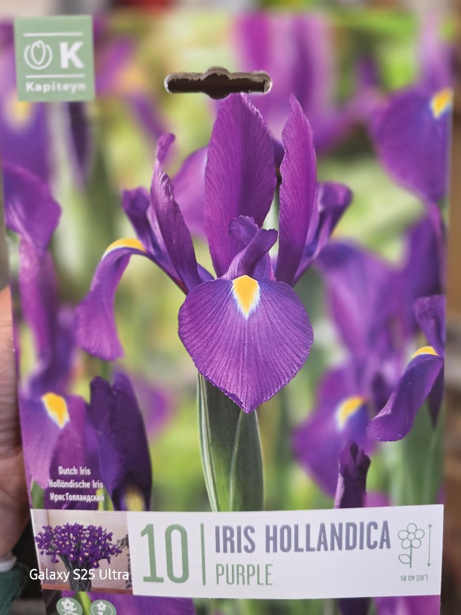 10 iris Hollandica -Purple