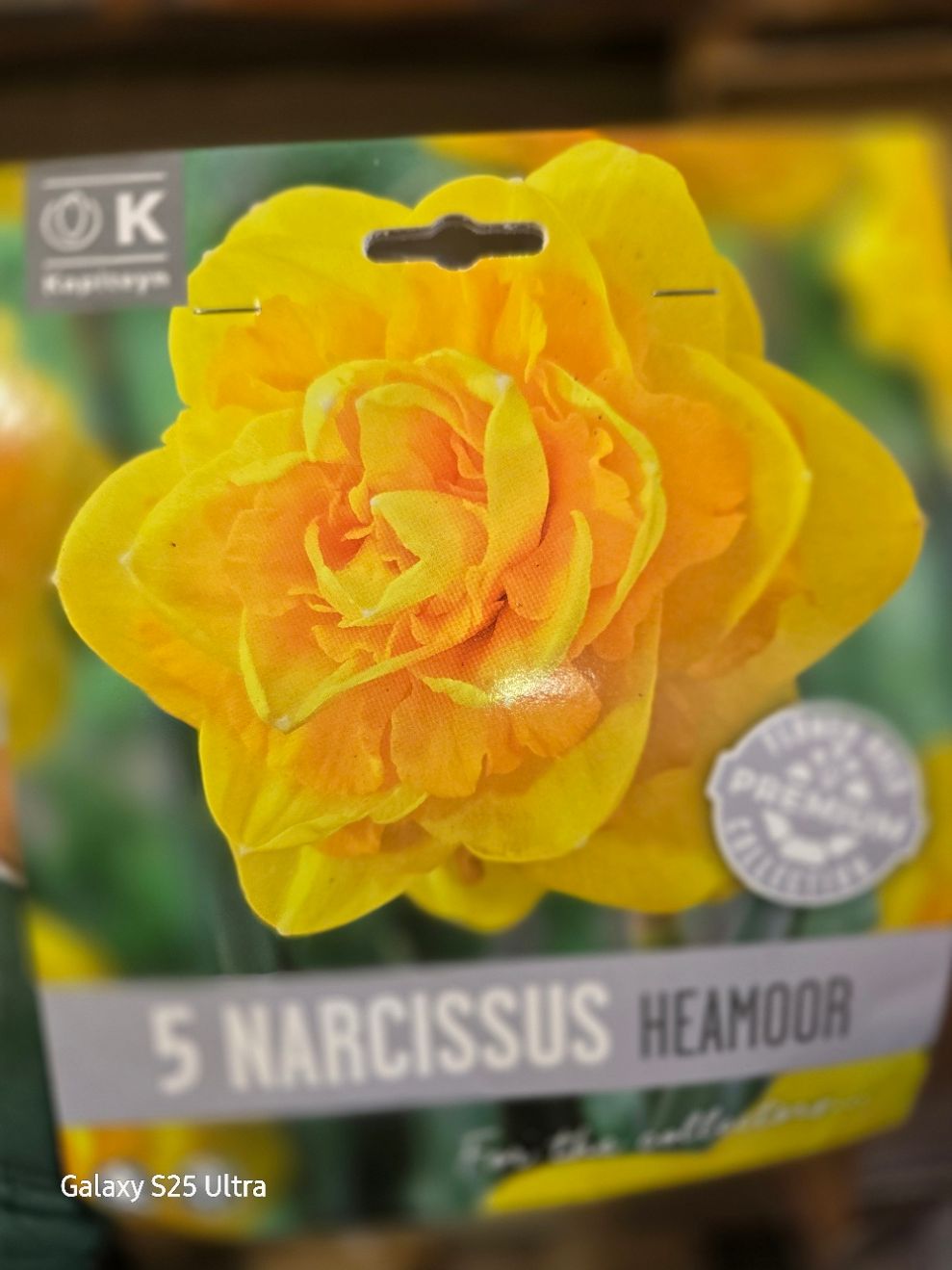 5 Narcissus/Daffodil ''Heamoor''