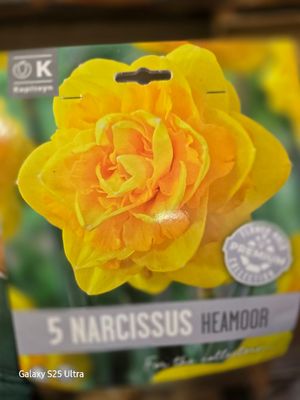 5 Narcissus/Daffodil ''Heamoor''