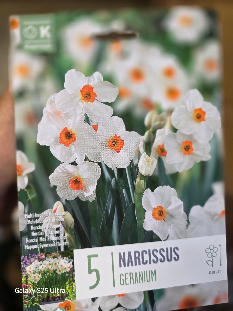 5 Narcissus/Daffodil  Geranium
