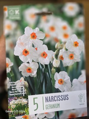 5 Narcissus/Daffodil  Geranium