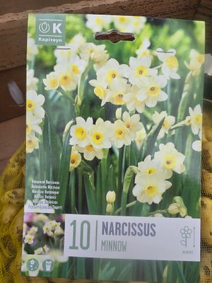 8 Narcissus Minnow