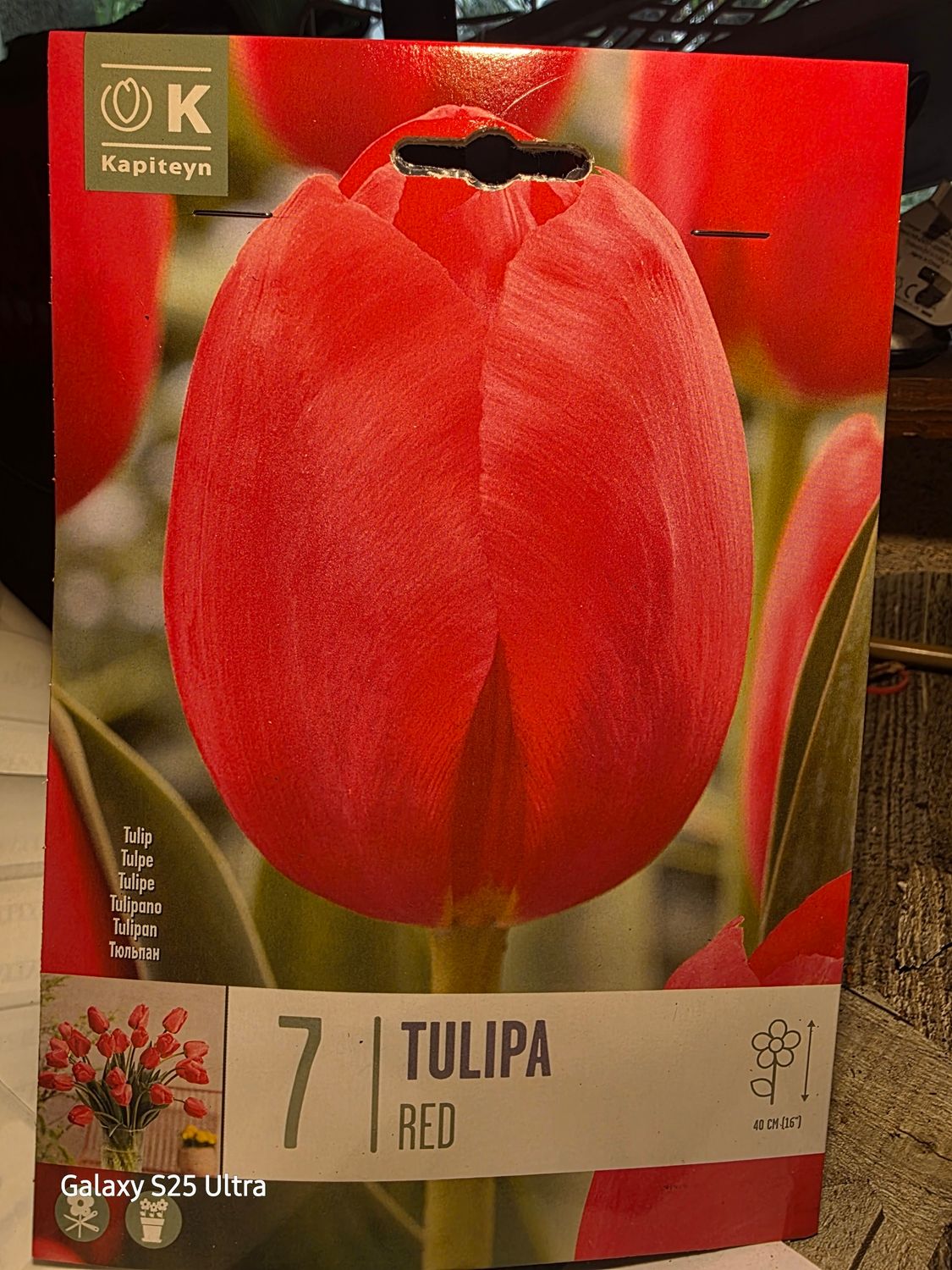 7  Tulip -Red