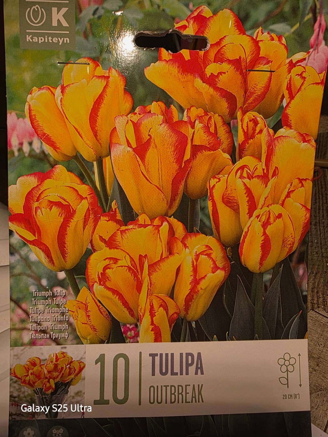 10 Tulip - ''Outbreak''