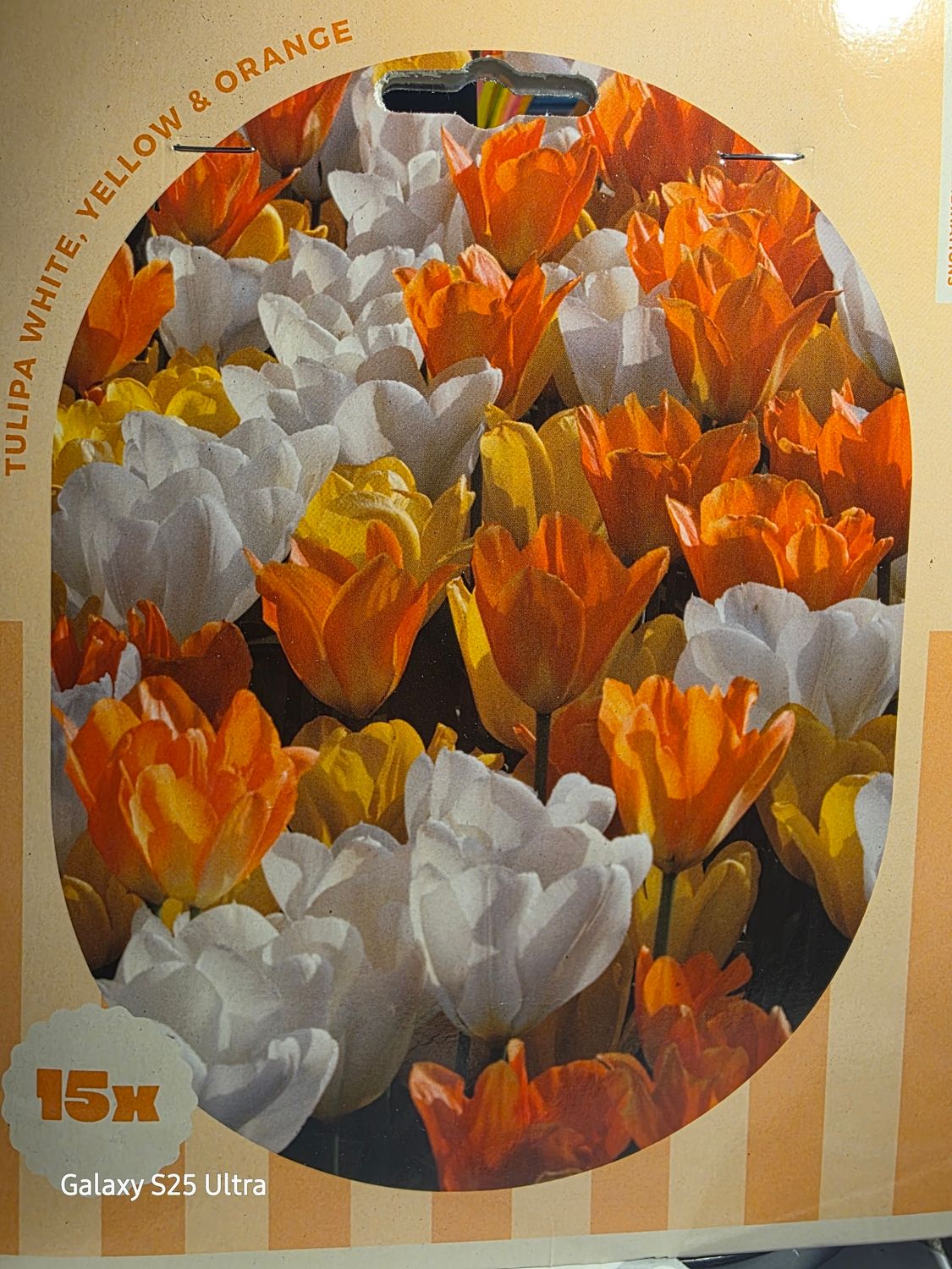15x Tulip -White,Yellow &amp; Orange