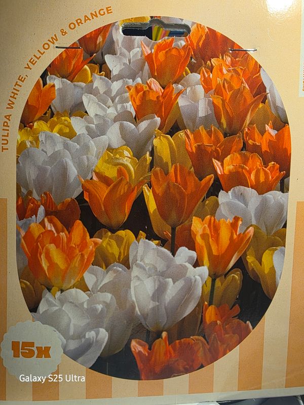 15x Tulip -White,Yellow &amp; Orange
