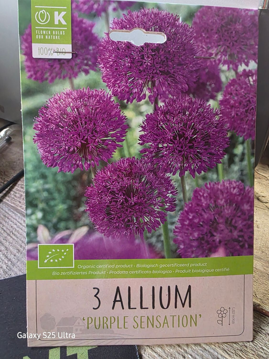 3 Allium ''Purple Sensation''