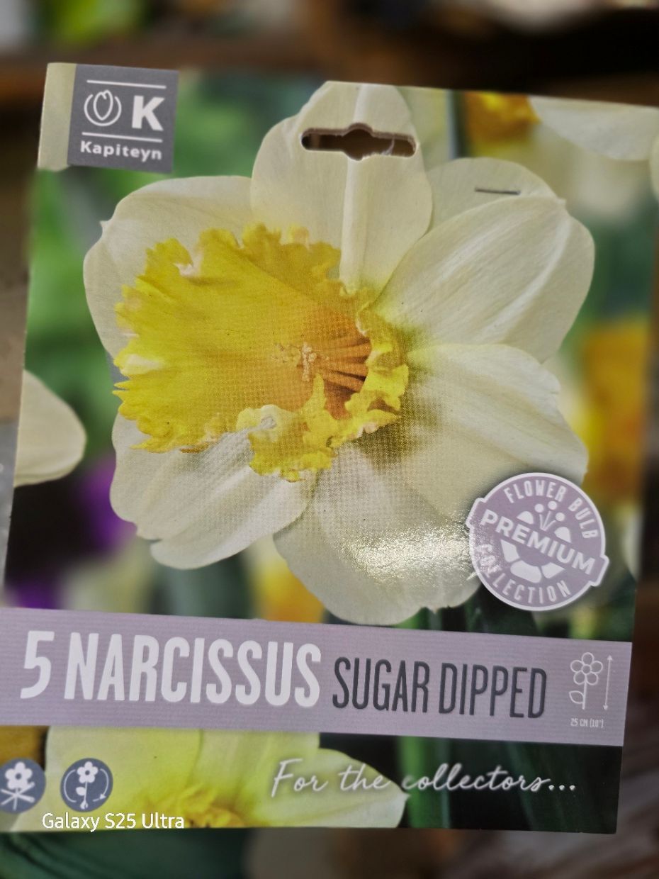 5 Narcissus/Daffodil ''Sugar Dipped''