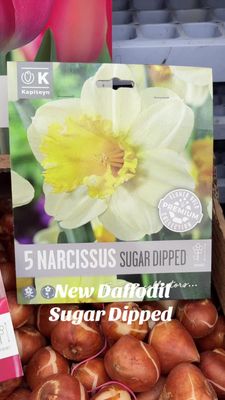 5 Narcissus/Daffodil ''Sugar Dipped''