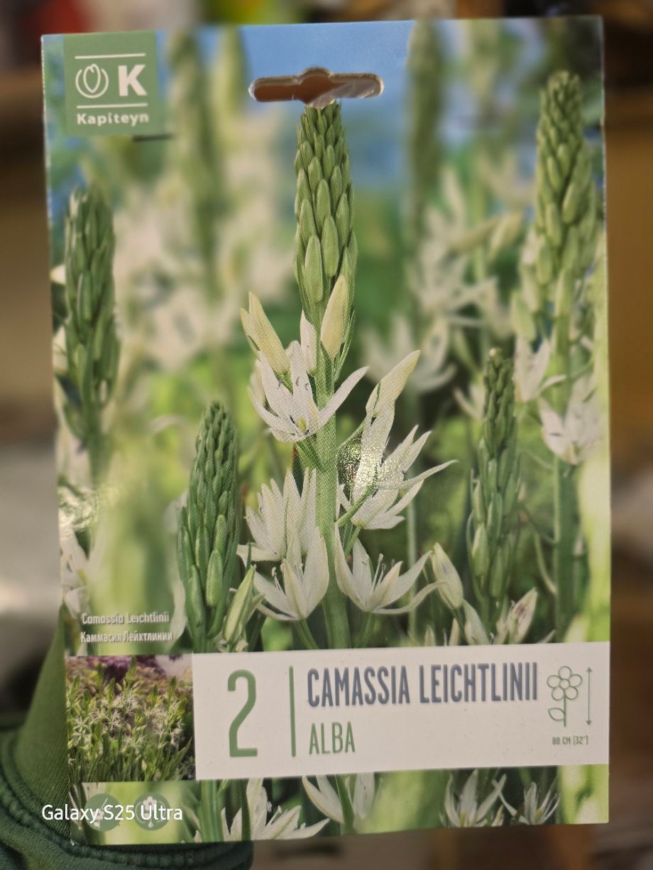 2 Camassia leichtlinii - ALBA