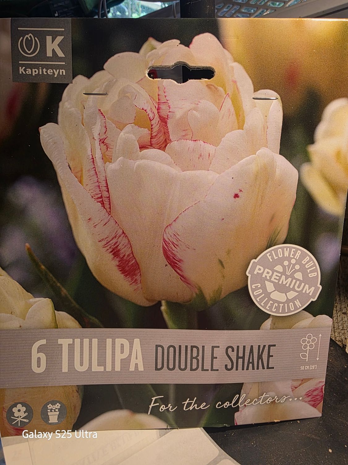 6 Tulip- Double Shake