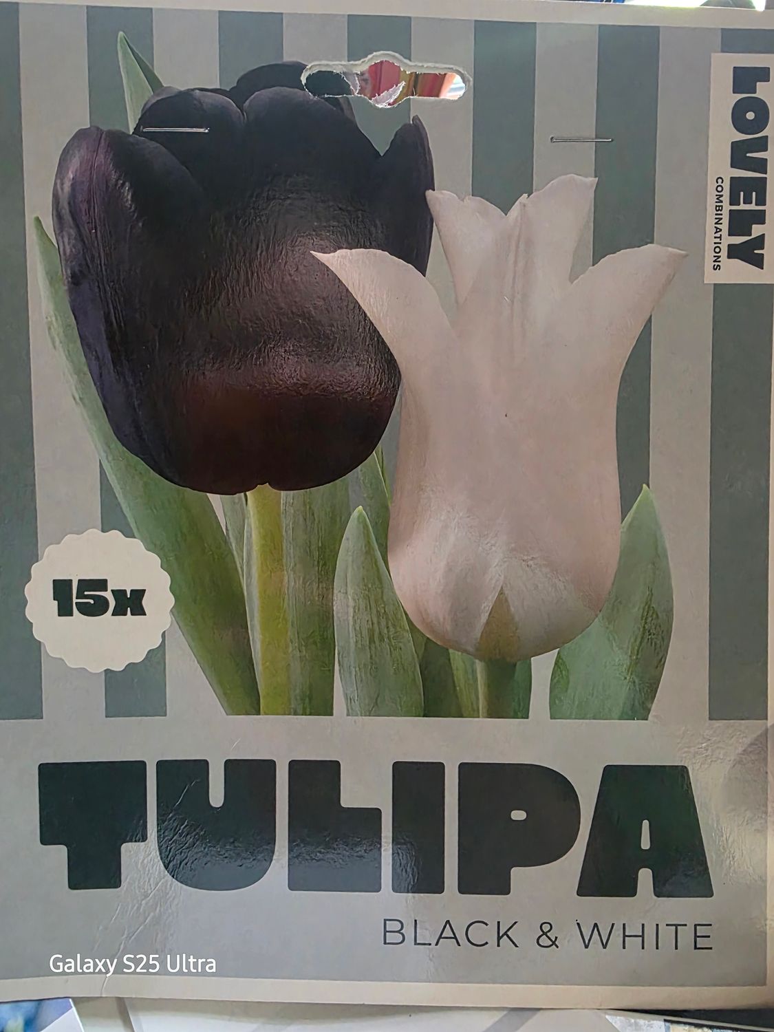 15x Tulip -Black &amp; White