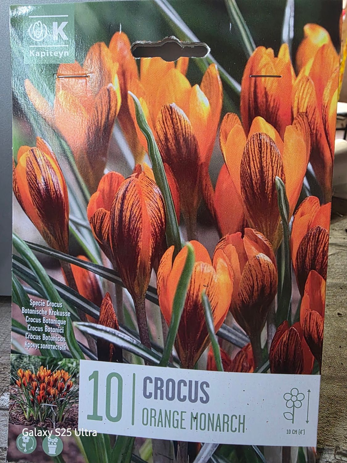 10 Crocus -'Orange Monarch'