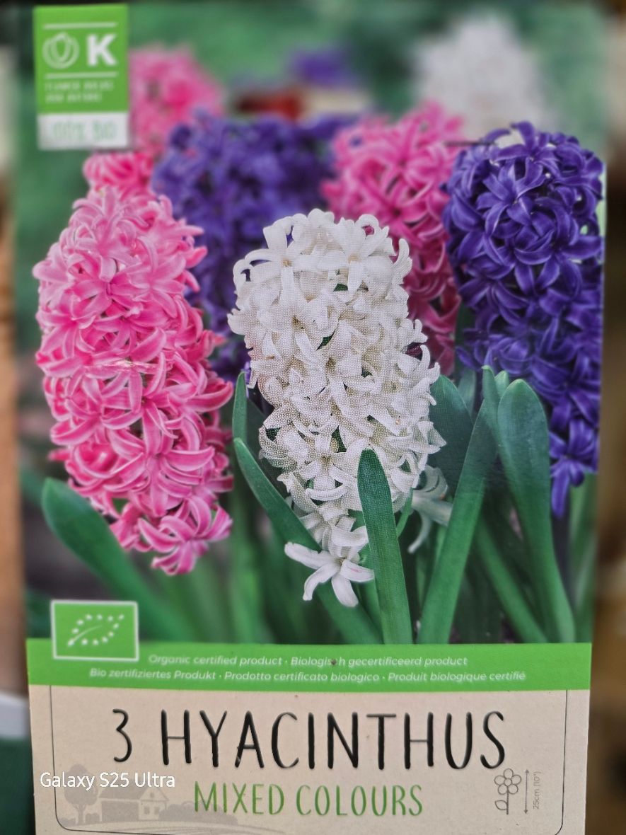 3 Hyacinthus mixed colours