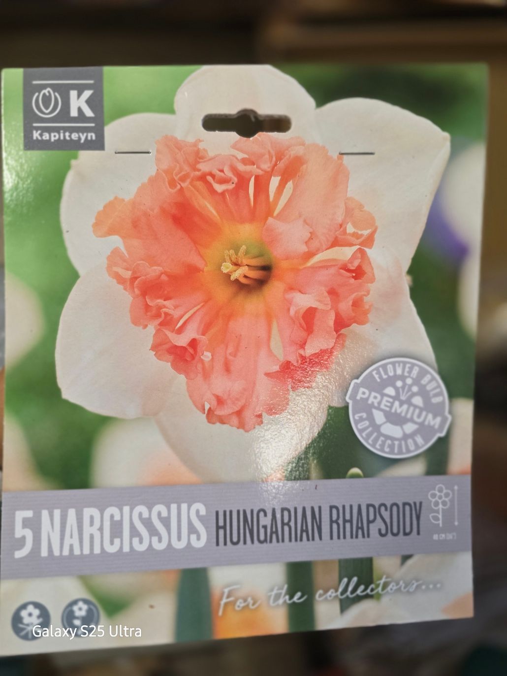 5 Narcissus /Daffodil ''Hungarian Rhapsody''