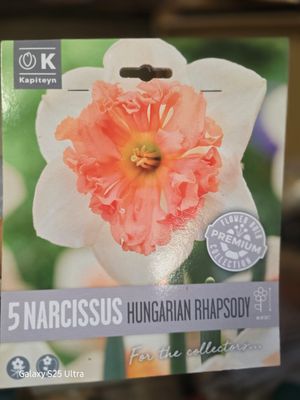 5 Narcissus /Daffodil ''Hungarian Rhapsody''