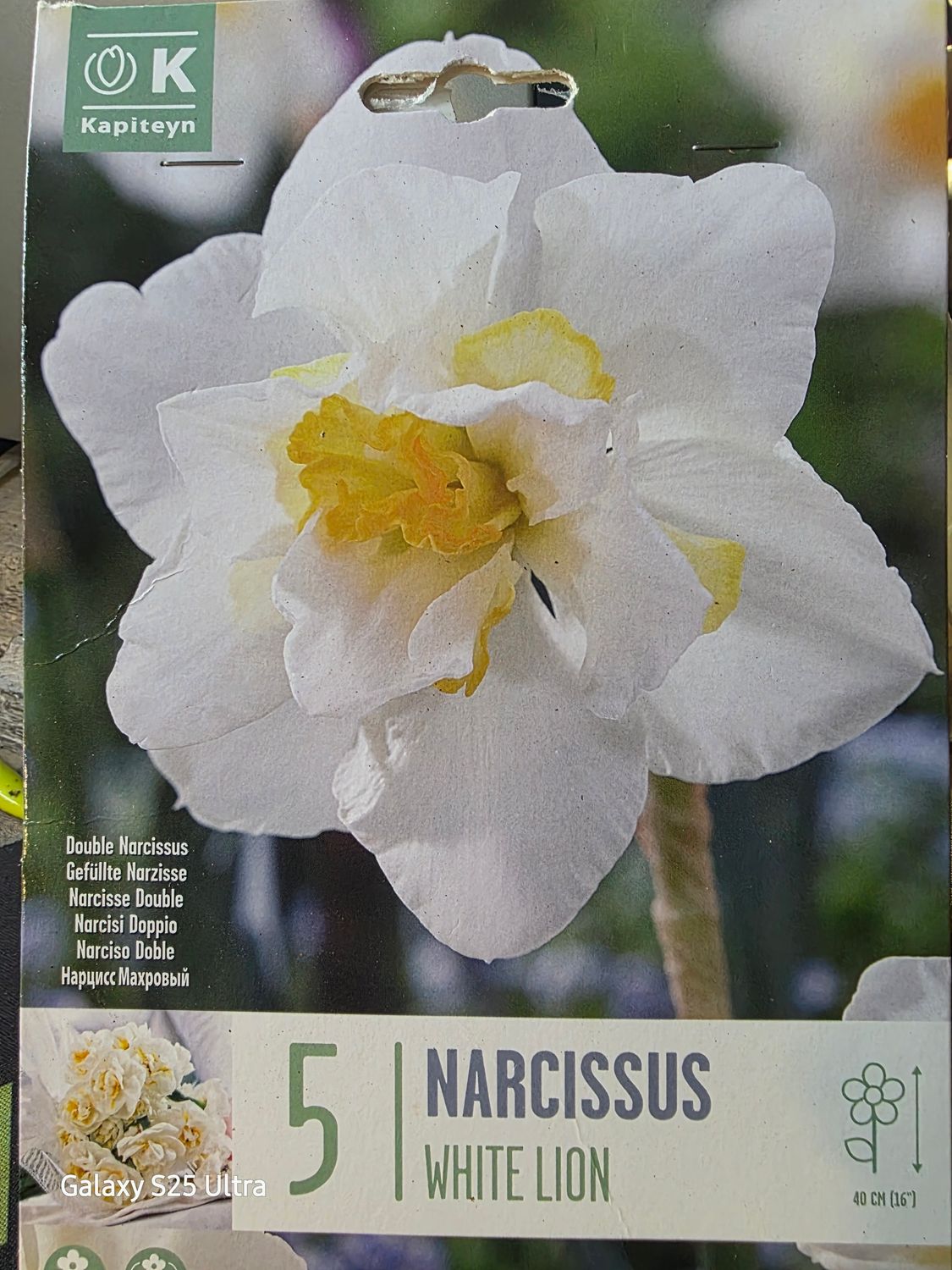 5 Narcissus/Daffodil White Lion