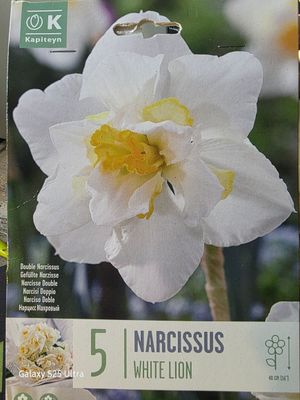 5 Narcissus/Daffodil White Lion