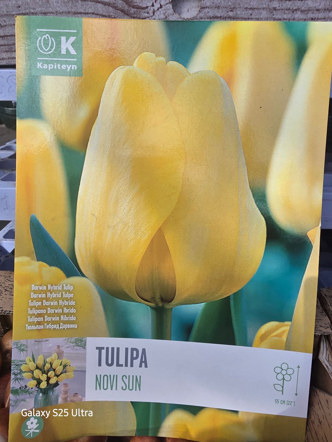 10 Tulip "Novi Sun"