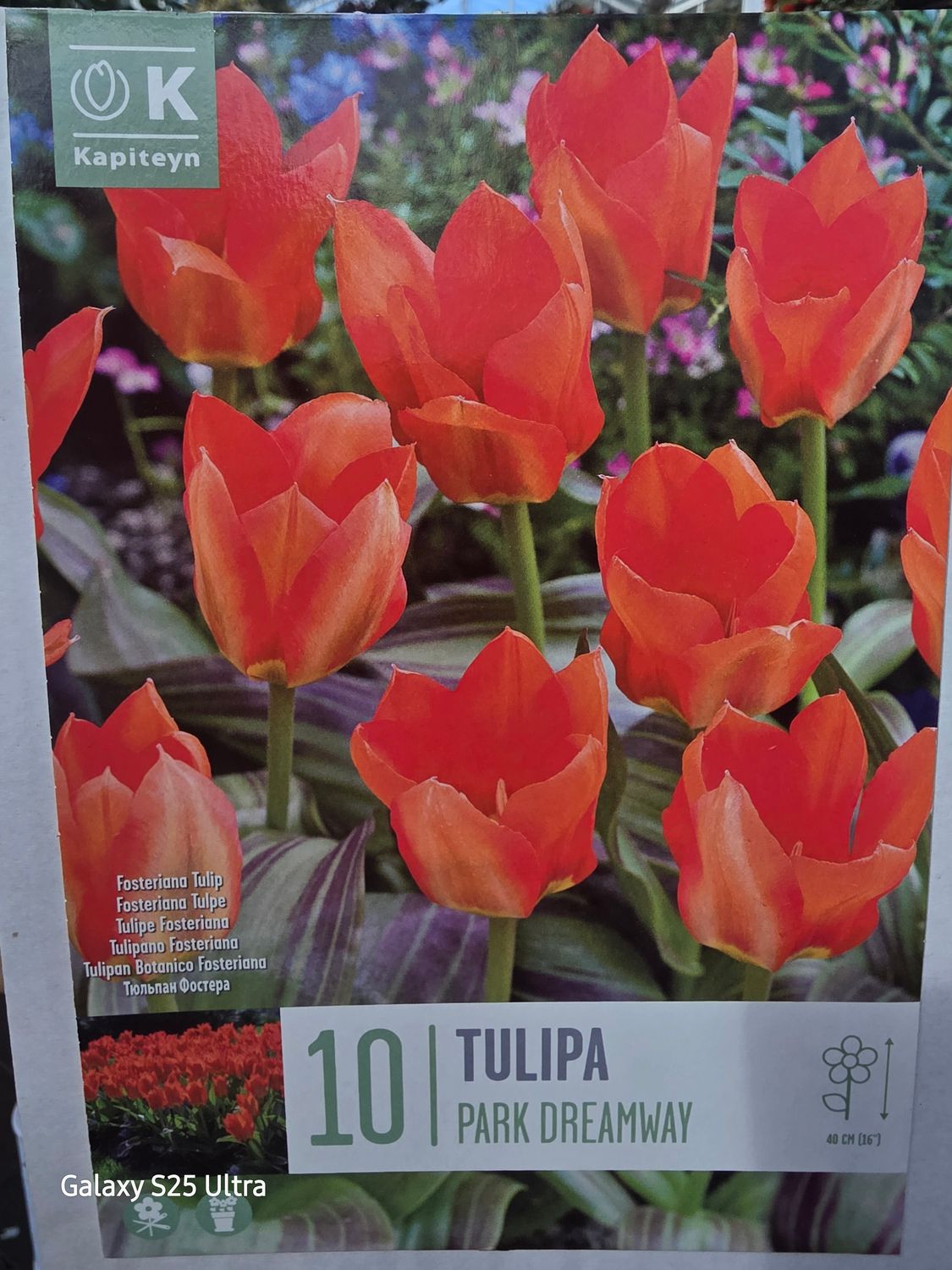 10 Tulip "Park Dreamway"