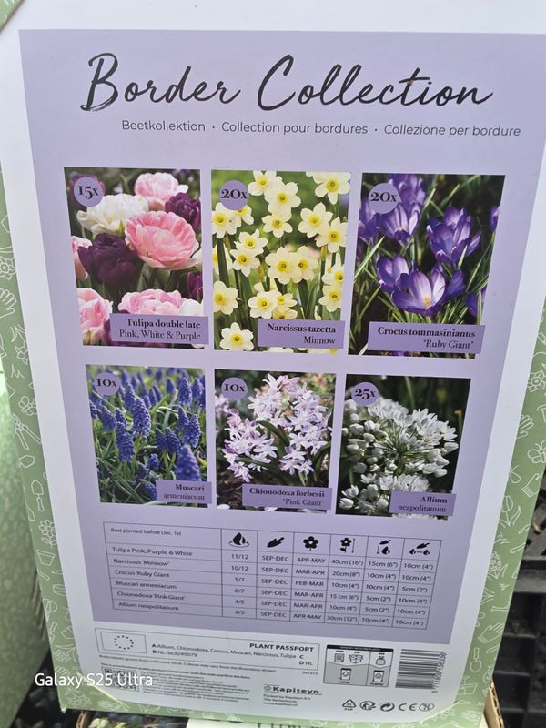 Border Collection 100 bulbs