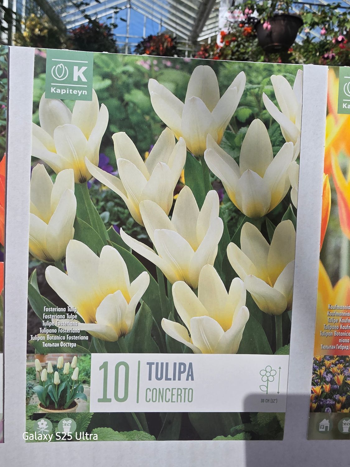 10 Tulip "Concerto"