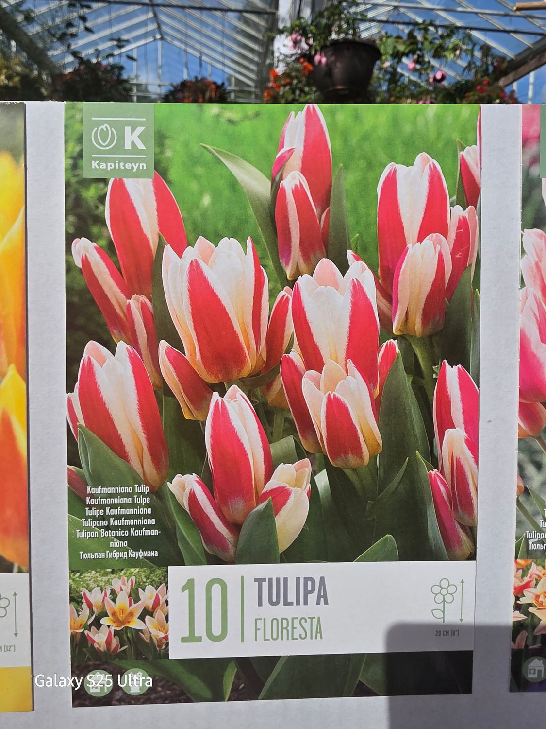 10 Tulip "Floresta"