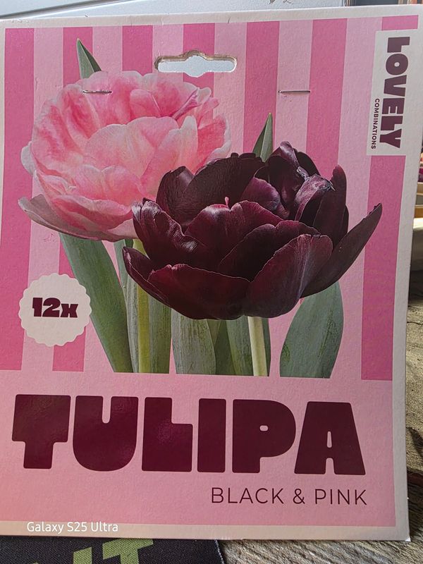 15 double  tulips 'Black&amp; Pink''