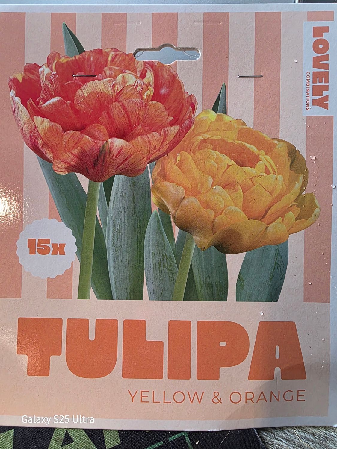 15 double  tulips 'Yellow &amp; Orange''