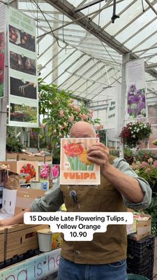 15 double  tulips 'Yellow &amp; Orange''