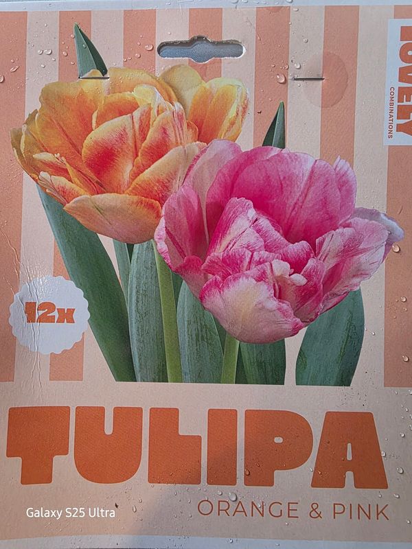 15 double  tulips 'Orange&amp; Pink''