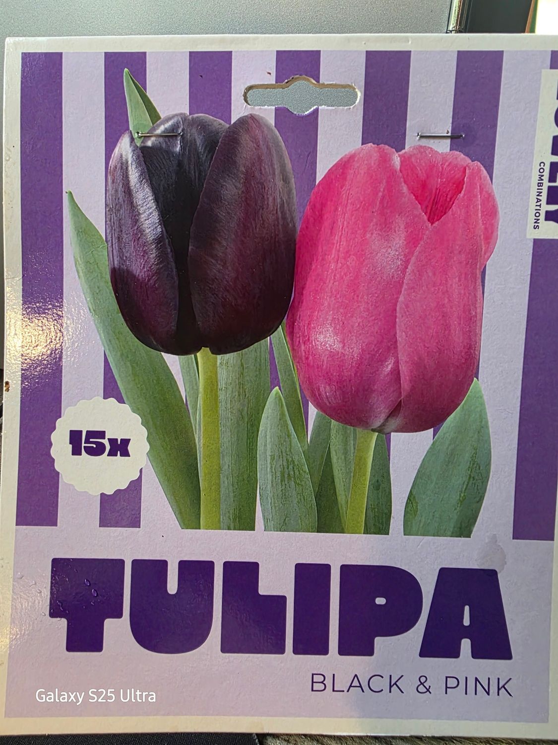 15 tulips 'Black&amp; Pink''