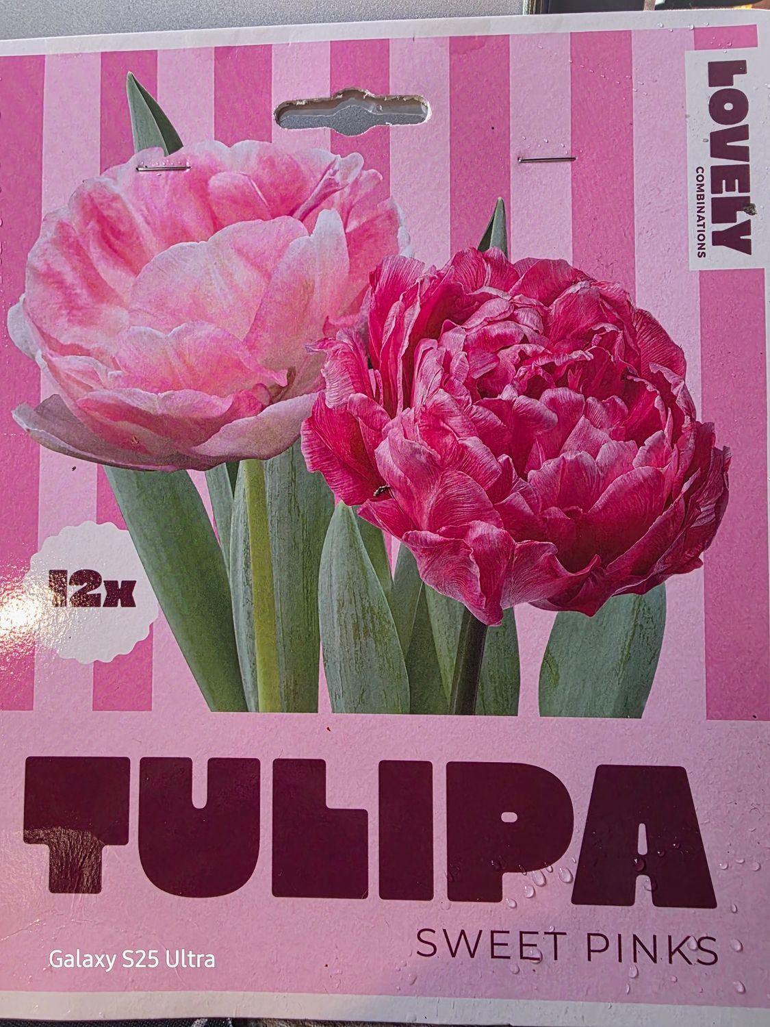 15 double  tulips 'Sweet Pinks ''