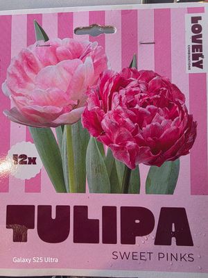 15 double  tulips 'Sweet Pinks ''