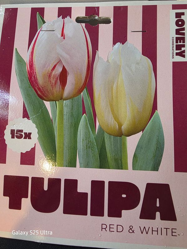 15  tulips 'Red&amp; White''