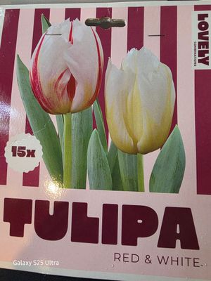 15  tulips 'Red&amp; White''