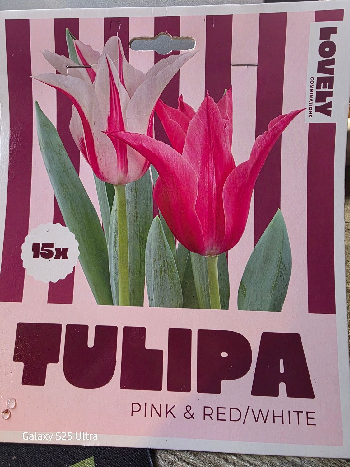 15  tulips 'Pink Red/White''