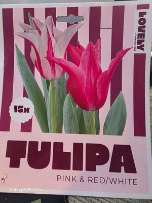 15  tulips 'Pink Red/White''