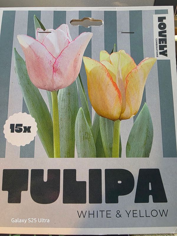 15  tulips 'White&amp;Yellow''