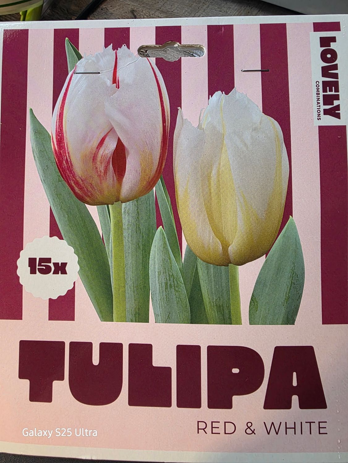 15  tulips 'Red &amp; White''.